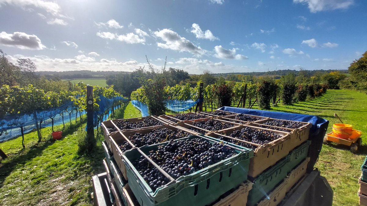 Great day harvesting our Regent grapes at Wildwood Vineyard. Fab weather and wonderful volunteers. Big crop, looking good, now all at the winery . Harvest over for another year...but some interesting developments to be had at Wildwood in the coming months. Watch this space.
