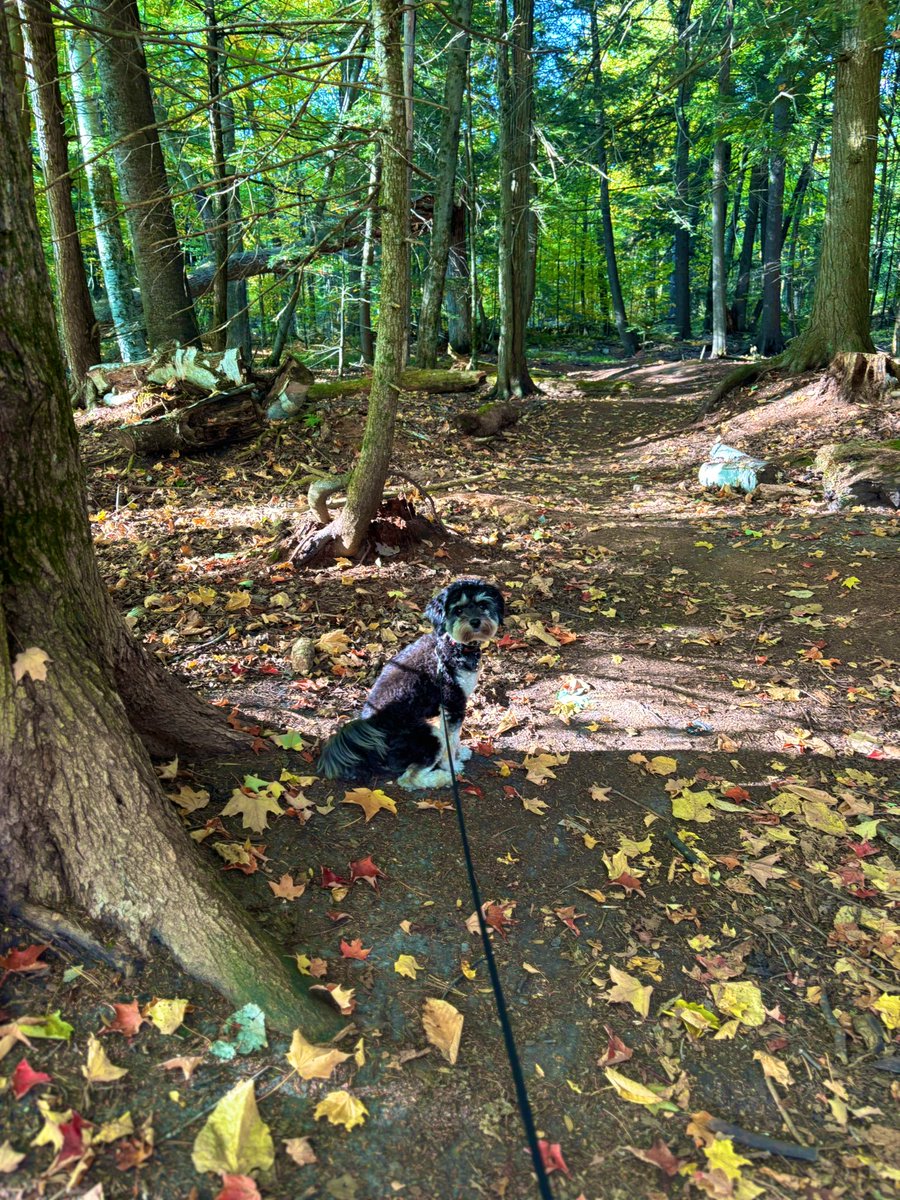 Morning walk in the forest with my coffee and BFF #fall #coffee #puppy