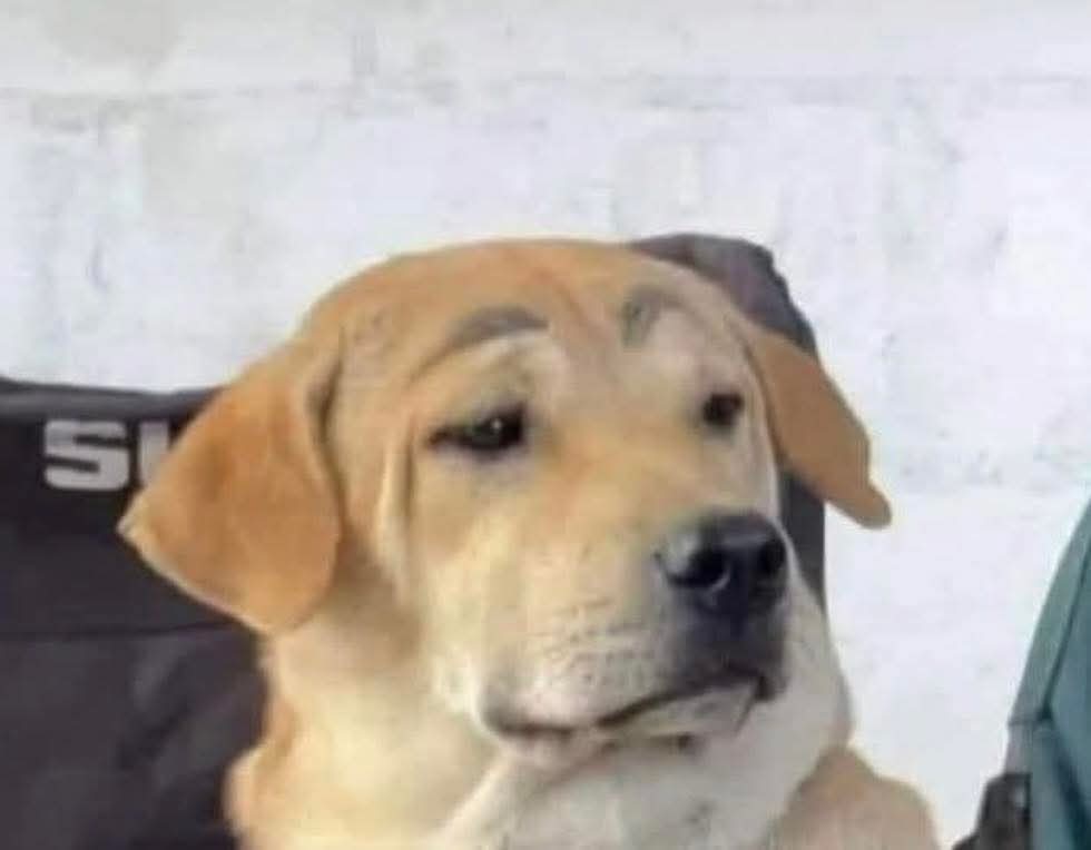 TaquitoChannel's tweet photo. Cuando un ignorante del tema me asegura que Donatello es semi bestia cuando claramente es un humano rarito bonito https://t.co/WkvO9mvOpE