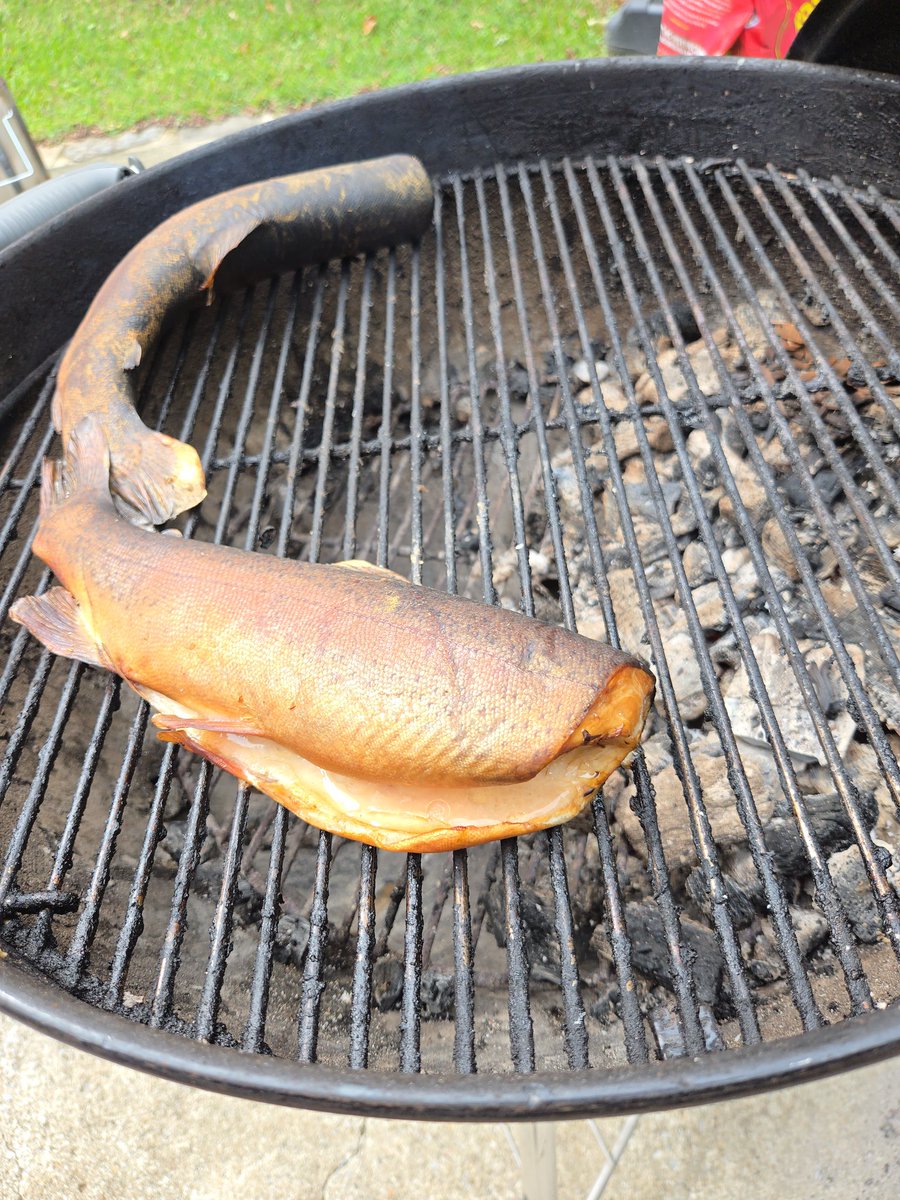 Auburn can't hurt me today and I've got fish on the smoker. 

Life's good.