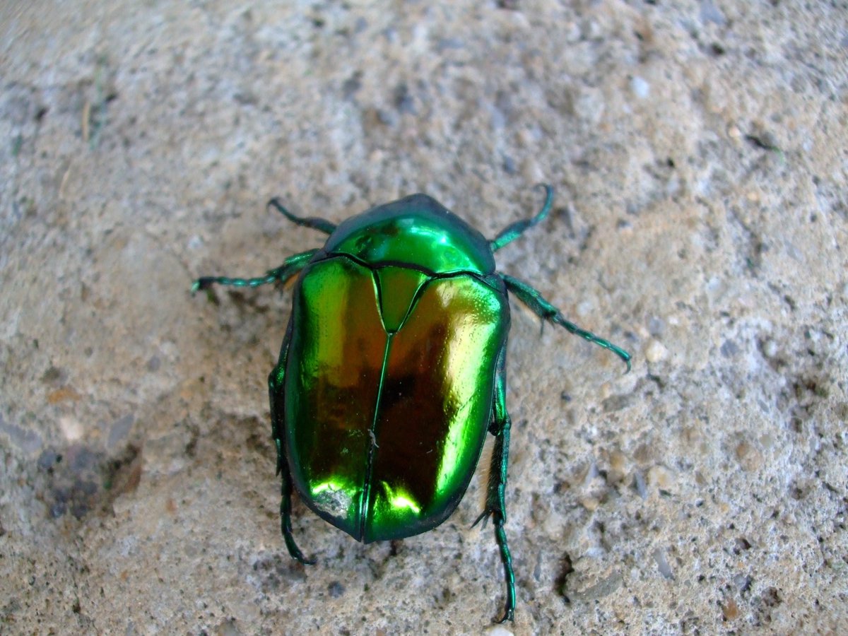 SilverBirchPres's tweet photo. "Late Apology," poem by Andrea Potos (BUGS & INSECTS Series): https://t.co/7bCK4UzDuj
#poetry #poets #poems #junebugs #insects #childhood https://t.co/b0QjdpCIal