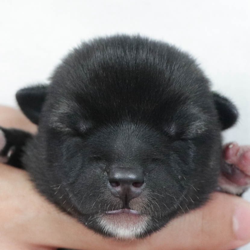 shibainujapan_'s tweet image. 📢 Des chiots Kishu Inu sont nés le 29 sept ! 🐾🇯🇵
2 mâles &amp;amp; 1 femelle ✨
Parents : Chiho (sésame rouge) × Jin (blanc)

Un nouveau chapitre s’ouvre pour cette race japonaise noble.

#KishuInu #NihonKen #ChienJaponais #chiot