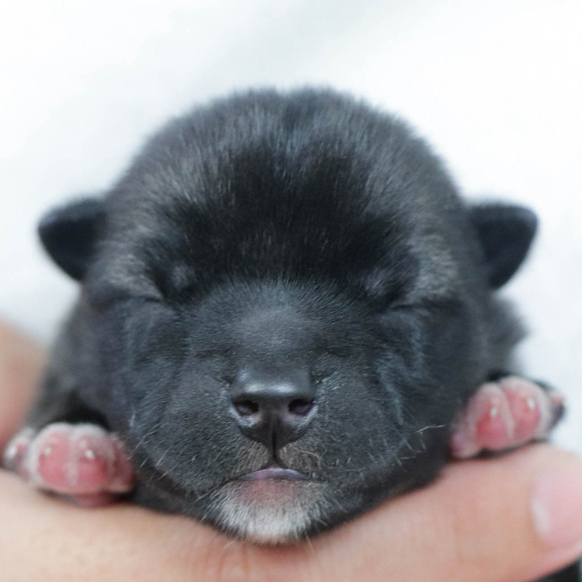 shibainujapan_'s tweet image. 📢 Des chiots Kishu Inu sont nés le 29 sept ! 🐾🇯🇵
2 mâles &amp;amp; 1 femelle ✨
Parents : Chiho (sésame rouge) × Jin (blanc)

Un nouveau chapitre s’ouvre pour cette race japonaise noble.

#KishuInu #NihonKen #ChienJaponais #chiot