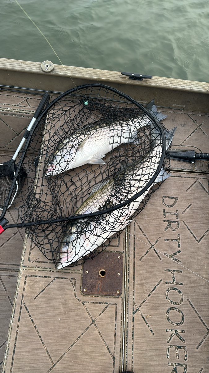 Capt_Billy_TN's tweet image. I got the privilege to do some exploring in a boat like my old jet boat!  We managed to find the stripe bass and I got to test out my new striper rig and gear!  #stripedbass #striper #goodtimes #jetboat #okumafishingusa #okumacatslayer @OkumaFishingUSA