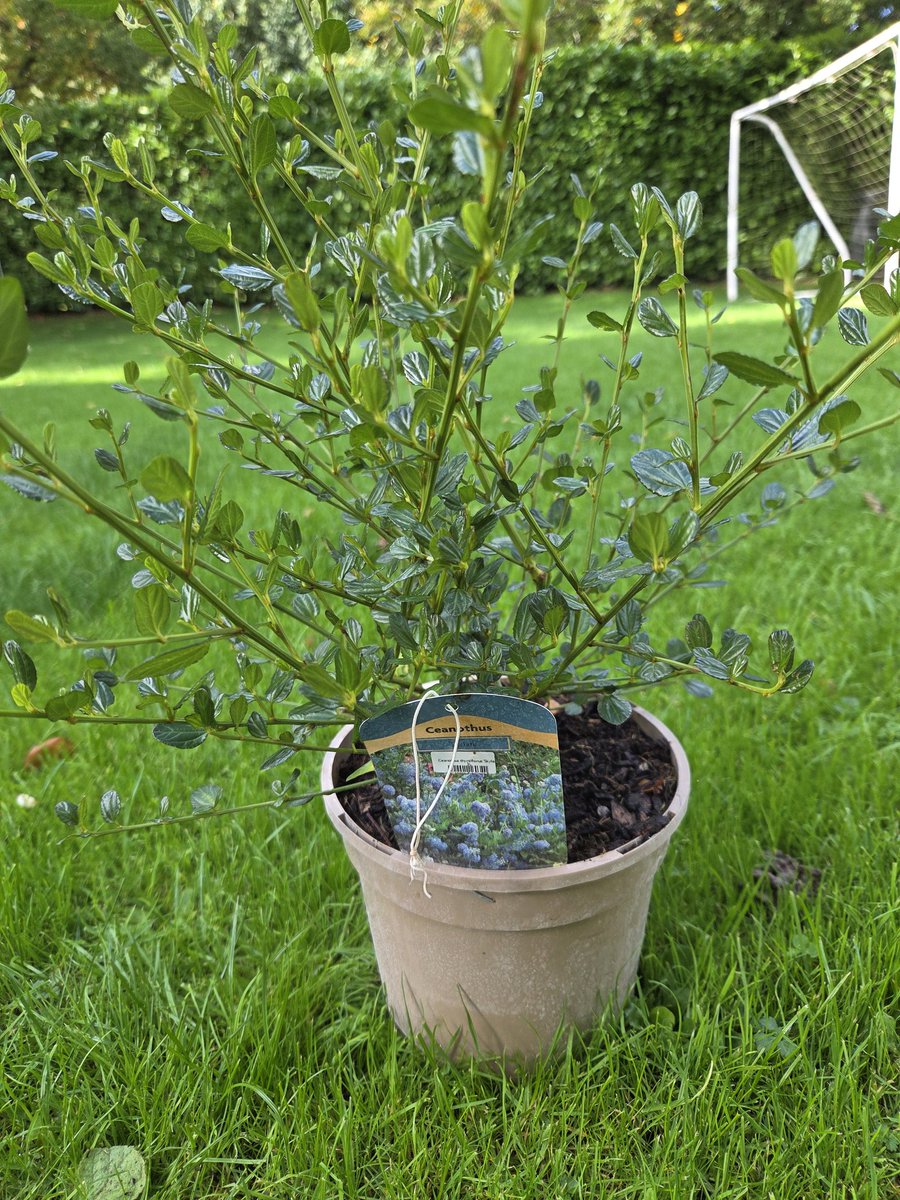 Ceanothus for £10 yes please