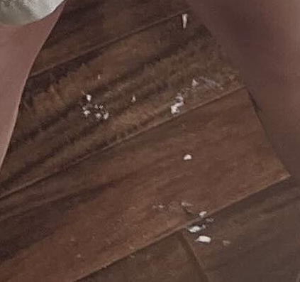 Zhayde: Bunny Spring Fever Edition tweet media