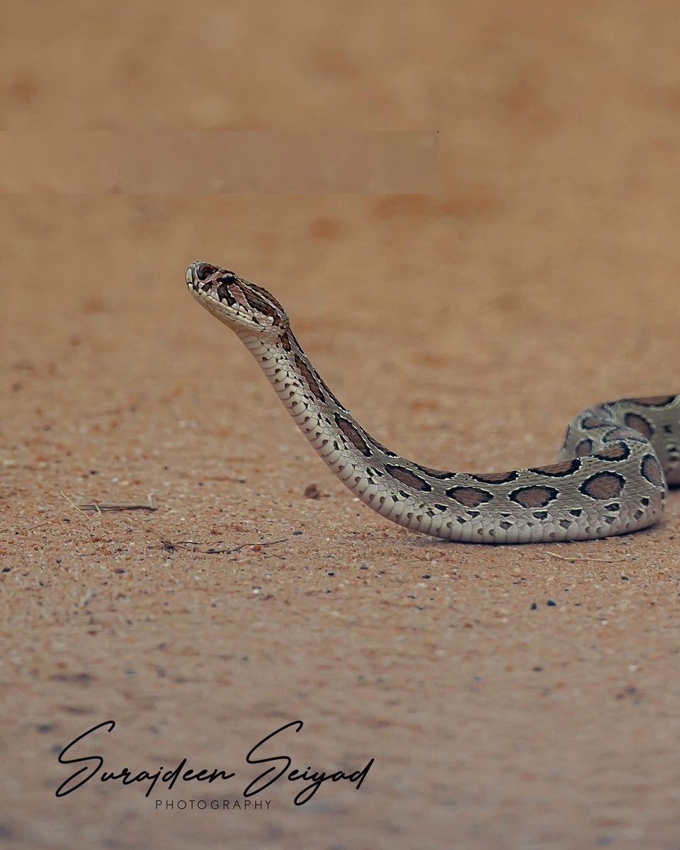 Commemorating World Animal Day

To mark World Animal Day, I’ve chosen the Russell’s viper— inhabitant of Sri Lanka’s dry zone ecosystems—as a symbol of misunderstood beauty and ecological necessity.

#SriLankaNews #srilankatravel 
#snake #reptileshow  #reptiles #reptile  #viper
