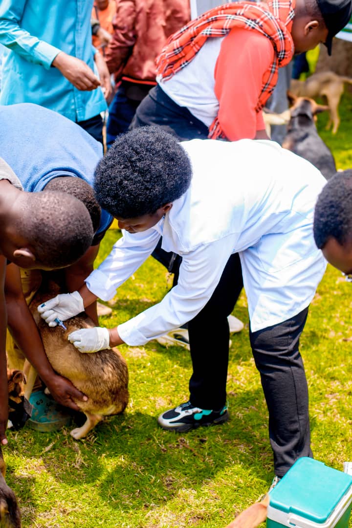 Rwanda marked World Animal Day 2025!

This year’s celebrations were held in <a href="/MusanzeDistrict/">Musanze District</a> under the global theme: “Save Animals, Save the Planet.”

<a href="/RAWO_Rwanda/">RWANDA ANIMAL WELFARE ORGANIZATION</a>, together with <a href="/RwandaAgri/">Ministry of Agriculture & Animal Resources |Rwanda</a>, <a href="/RDBrwanda/">Rwanda Development Board</a>, <a href="/RwandaVets1/">Rwanda Council of Veterinary Doctors</a>, <a href="/RwandaAgriBoard/">Rwanda Agriculture & Animal Resources Devpt Board</a>, and <a href="/GorillaDoctors/">Gorilla Doctors</a>, led activities focusing