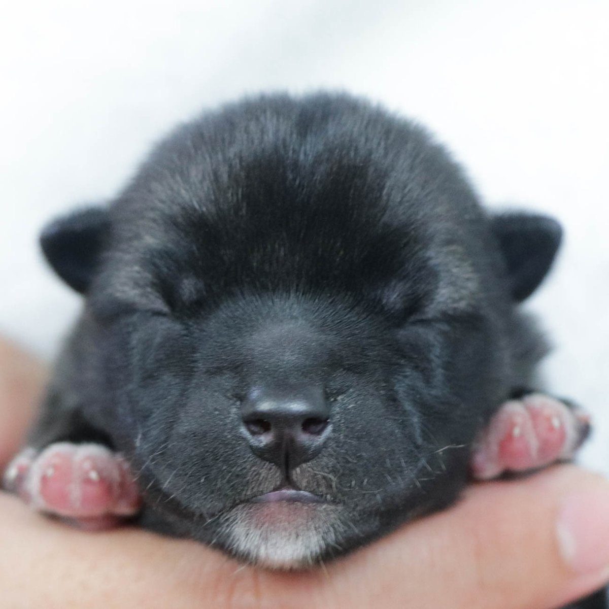 shibainubreeder's tweet image. 📢 Kishu Inu puppies were born on Sept 29! 🐾🇯🇵
2 males &amp;amp; 1 female ✨
Parents: Chiho (red sesame) × Jin (white)

A new chapter begins for this noble Japanese breed.

#KishuInu #NihonKen #JapaneseDog #puppy