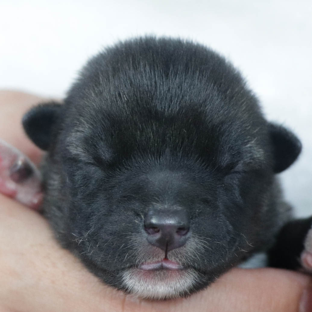 shibainubreeder's tweet image. 📢 Kishu Inu puppies were born on Sept 29! 🐾🇯🇵
2 males &amp;amp; 1 female ✨
Parents: Chiho (red sesame) × Jin (white)

A new chapter begins for this noble Japanese breed.

#KishuInu #NihonKen #JapaneseDog #puppy