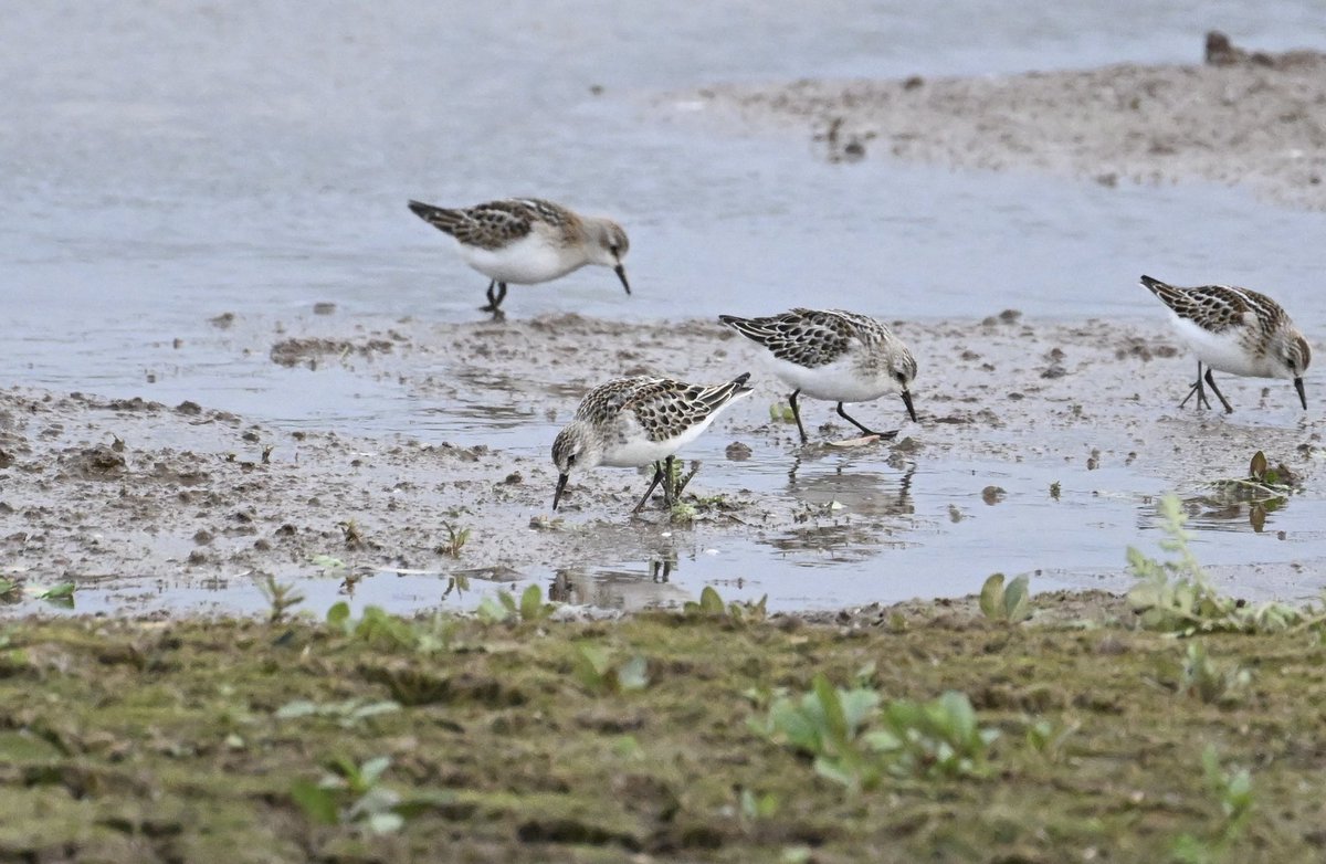 Bri Thompson (@bri66thomp) on Twitter photo Few odd and bobs at Chew Lake this morning, Black Tern, Glossy Ibis and an Otter, then in the afternoon Little Stints🤔 <a href="/bristolbirding/">BristolBirding</a> <a href="/CVLbirding/">Rich Andrews</a> Few odd and bobs at Chew Lake this morning, Black Tern, Glossy Ibis and an Otter, then in the afternoon Little Stints🤔 <a href="/bristolbirding/">BristolBirding</a> <a href="/CVLbirding/">Rich Andrews</a>