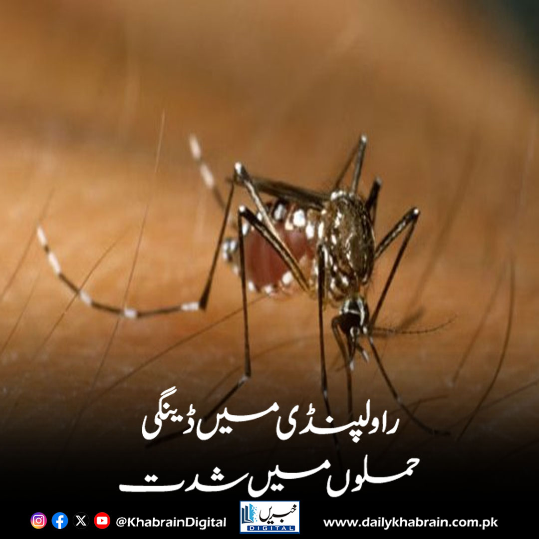 daily_khabrain's tweet photo. راولپنڈی میں ڈینگی حملوں میں شدت
https://t.co/HBfoSD9BBF
Tap on the link to read full story 👆
#khabraindigital
#DengueOutbreak #Rawalpindi #HealthCrisis #MosquitoBorneDisease #PublicHealth #DengueFever #OutbreakAlert #PakistanNews https://t.co/SbJhfniqP9