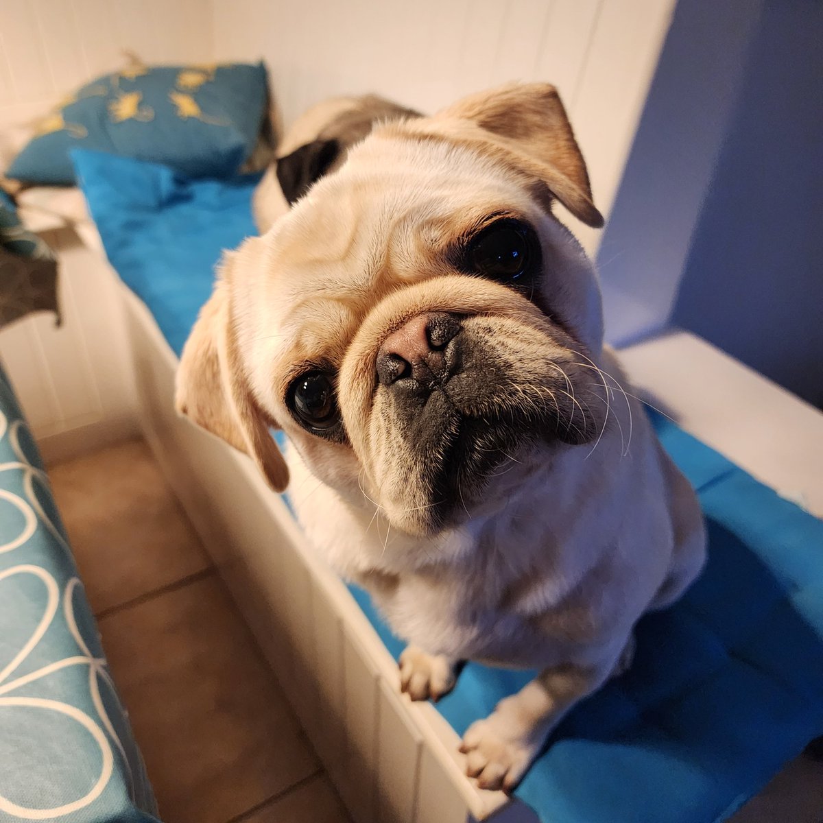 joevansstc's tweet image. I&apos;m so cute and me, Ted, I&apos;m a grumpy old fart 😂 #pugsoftwitter #pugs #adoptdontshop