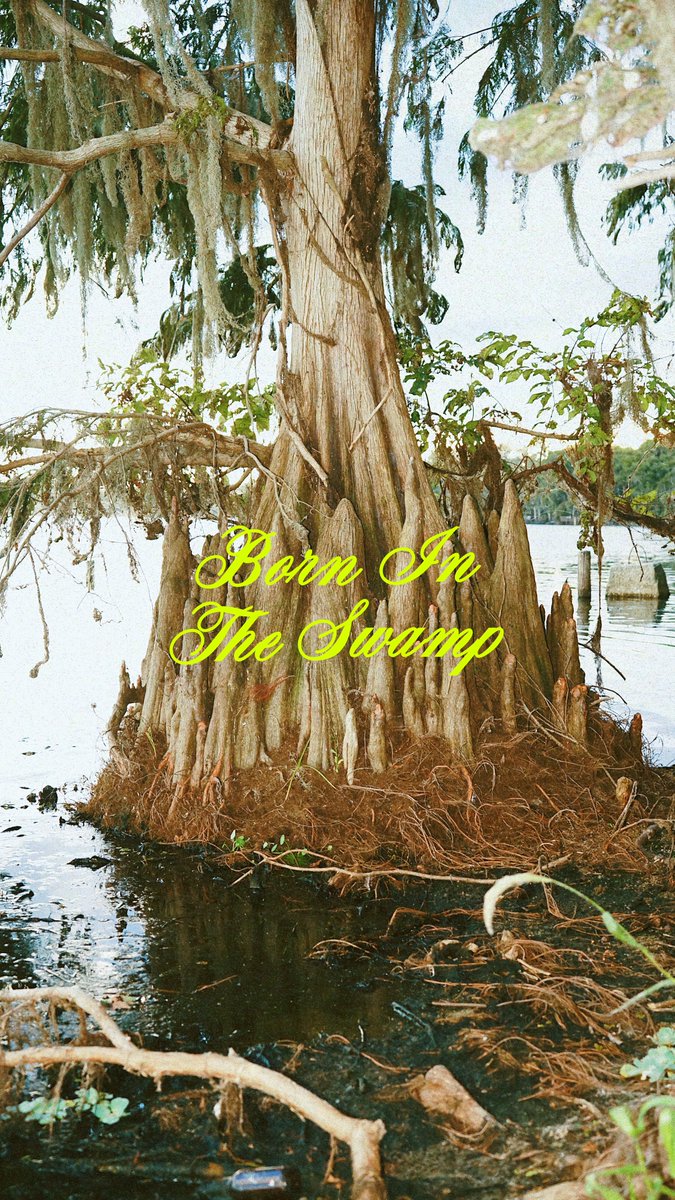 Florida Gators tweet media