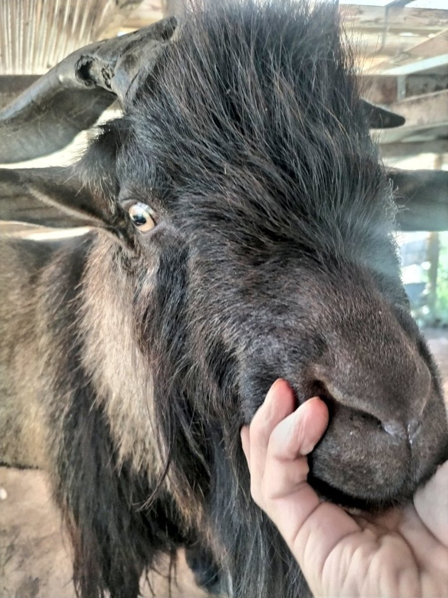 π½ππππππ (@ramulusbaphomet) on Twitter photo You've goat bahs attention now. You've goat bahs attention now.