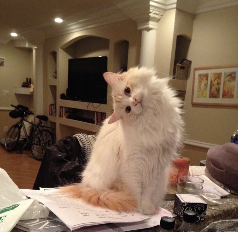 - seni neden işe alalım ne özelliklerin var 

 + çünkü nolur