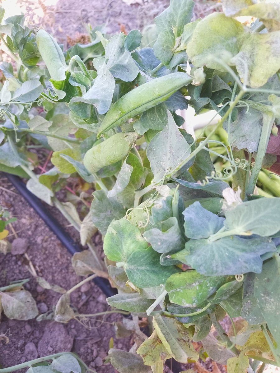 Ekolojik köyüm Bahçeli den doğal ürünler. Taze fasulye ve bezelye. Türkiye de sadece bizde olan bezelye ye Nevşehir kapalı pazar yerinde bulabilirsiniz.