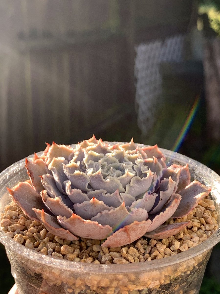 生命の詩、静かな隅 — 多肉植物は、その一枚一枚の葉に、しっかりとした生命力と美しさを刻みながら、自然のリズムを静かに奏でています。