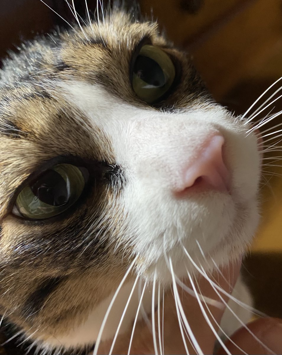 ネコ好きさん 開脚キンタマ。 ・ #猫 #ネコ #にゃんすたぐらむ #僕らの居場所