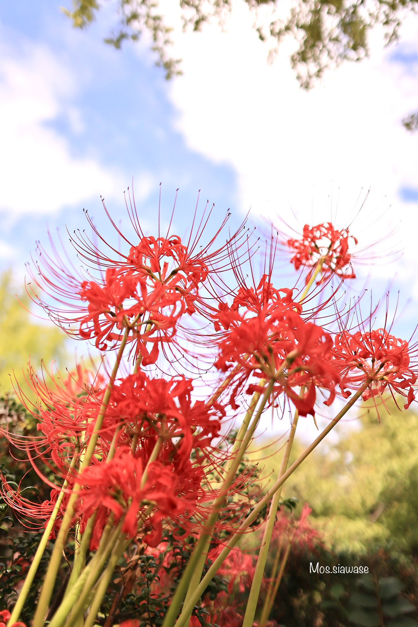 石垣と曼珠沙華 (彼岸花) 彼岸花（曼珠沙華）について | AGSfan – 花と広がる