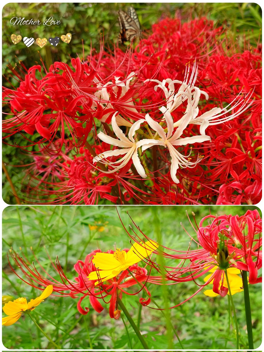 ’
残り少なくなった彼岸花を探して
奥へ奥へと入って行ったら
大きなクモの巣が！

大木と大木の間にかけられた巣は　
きっと芸術的だったはず🕸
見る前に引っかかってしまったけど😨

#ハートアクション