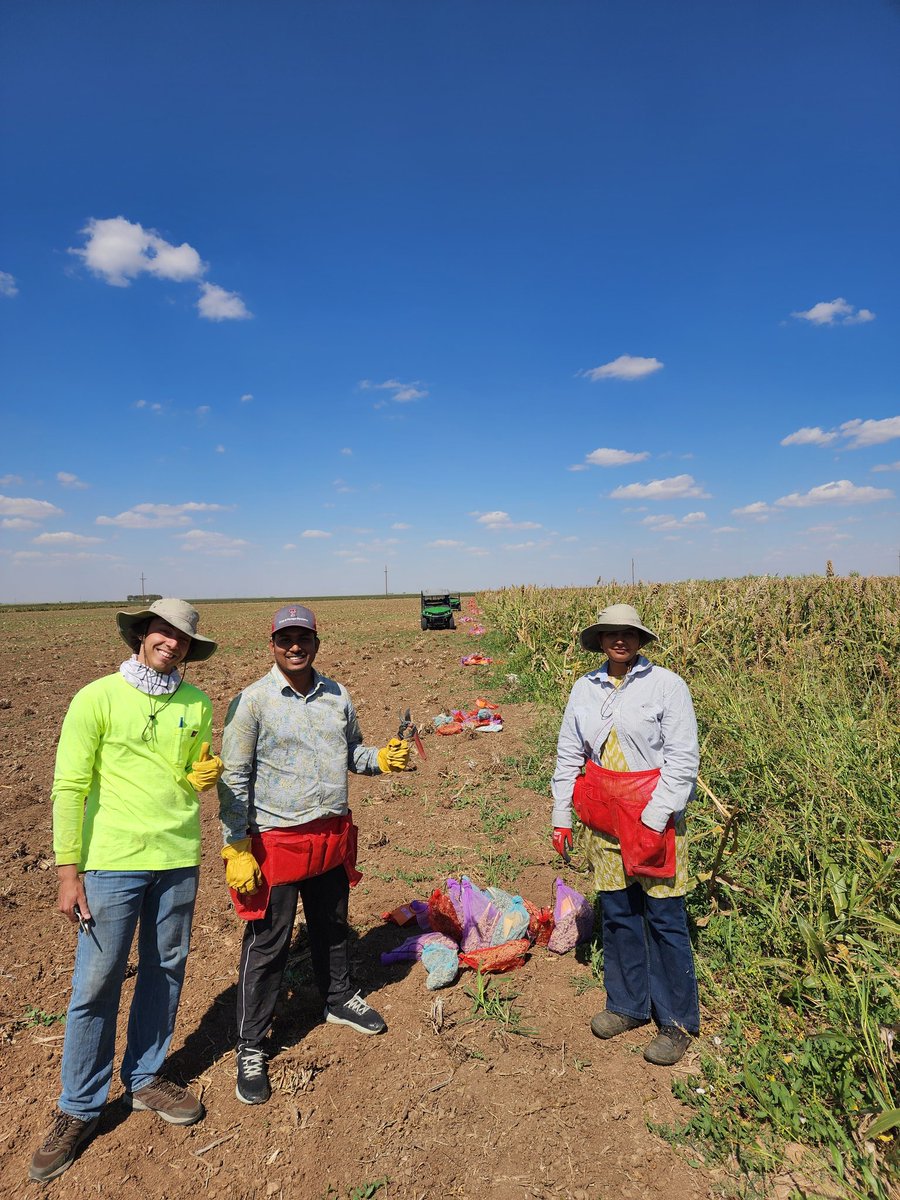 Panicle collection done ✅ for advancing our trait-focused sorghum NAM population. Big shout-out to Shishir, Nicho, Kanu, Evelyn, &amp; Mayank for their dedication and endless energy today 🙌🙏🙏👏 #CropForageLivestockSystemsProgram <a href="/KJagadish_TTU/">Krishna Jagadish</a> <a href="/ISomayanda/">Impa Somayanda</a>