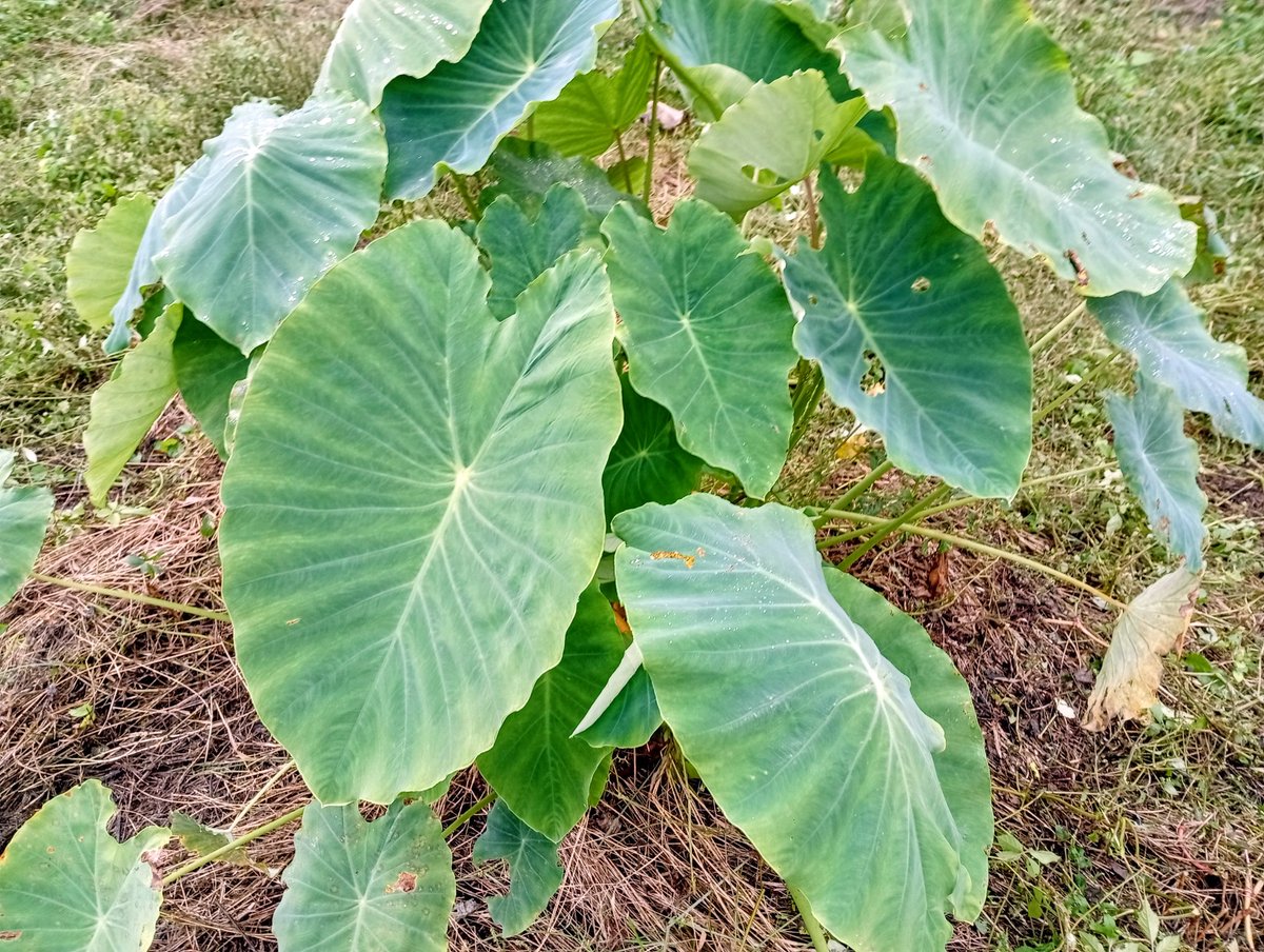 Good morning, 🌏! ☁️

里芋が
　自然に生えてた
　　マジでかい❣

😺 "Hi how are you today? I'm fit as a fiddle❣ I came across these taro plants while weeding a fallow field that my father has been renting to a neighbor for many years. They will soon be ready for harvest❣" ...😊