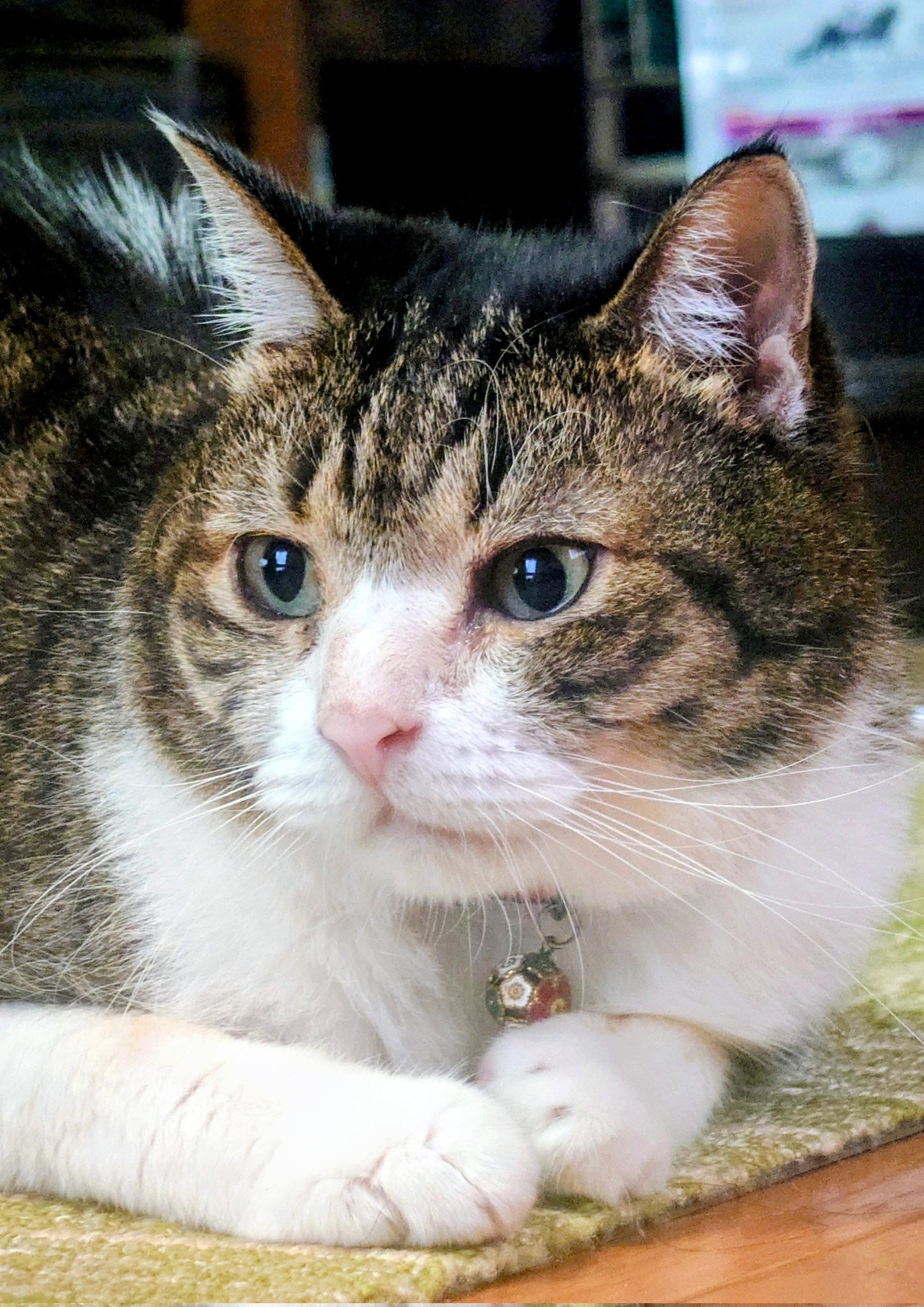 どこかの猫好き 月見パイ 251005 #のせ猫 #cat #ねこ #猫のいる暮らし #ネコ