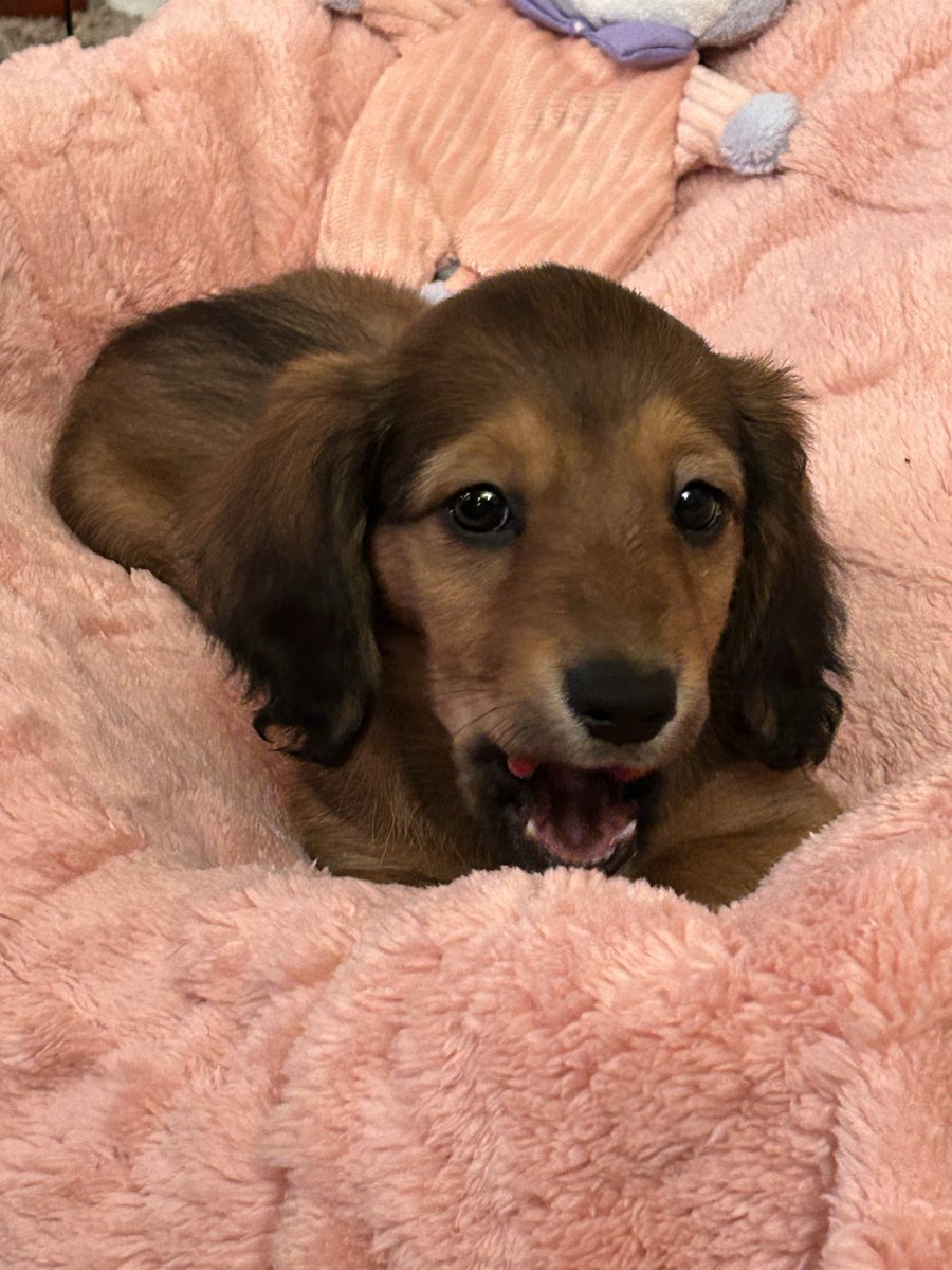 timyankey's tweet photo. Meet Millie https://t.co/UC57T5D0QH