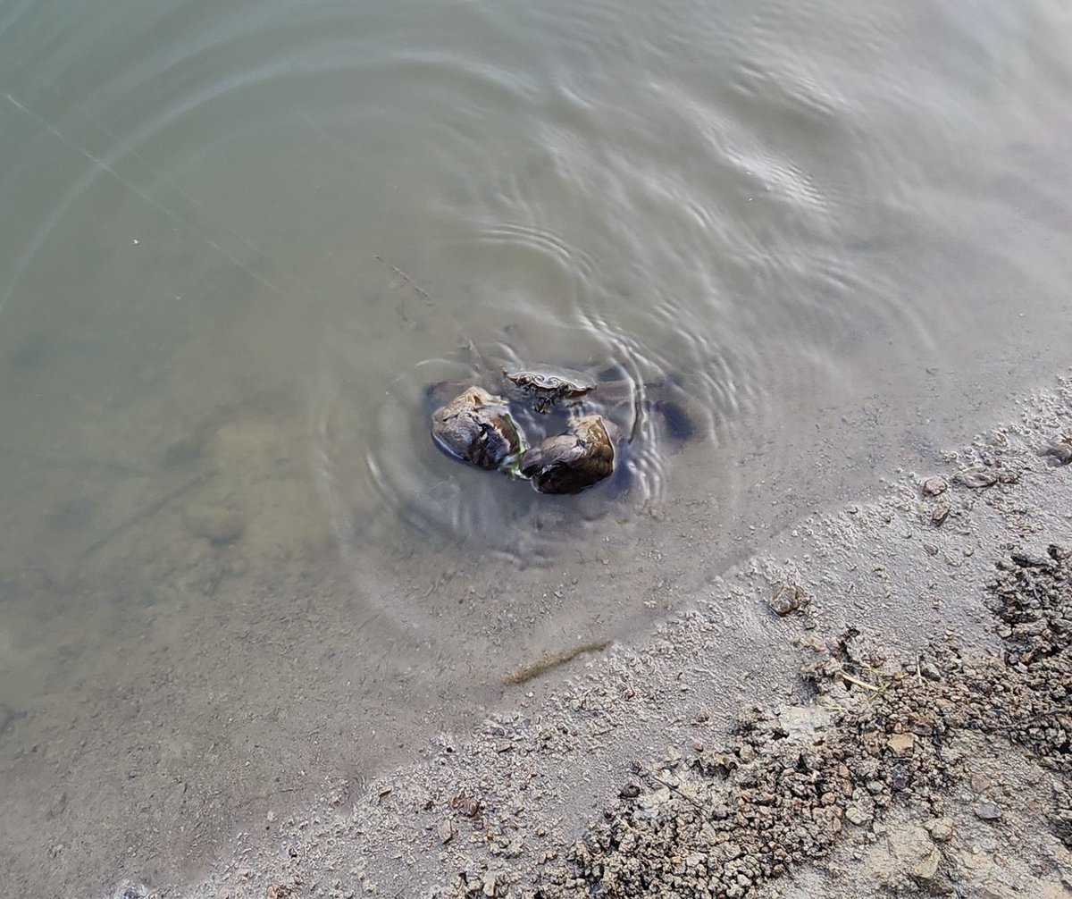 🦀カニ釣れた(V)o￥o(V)