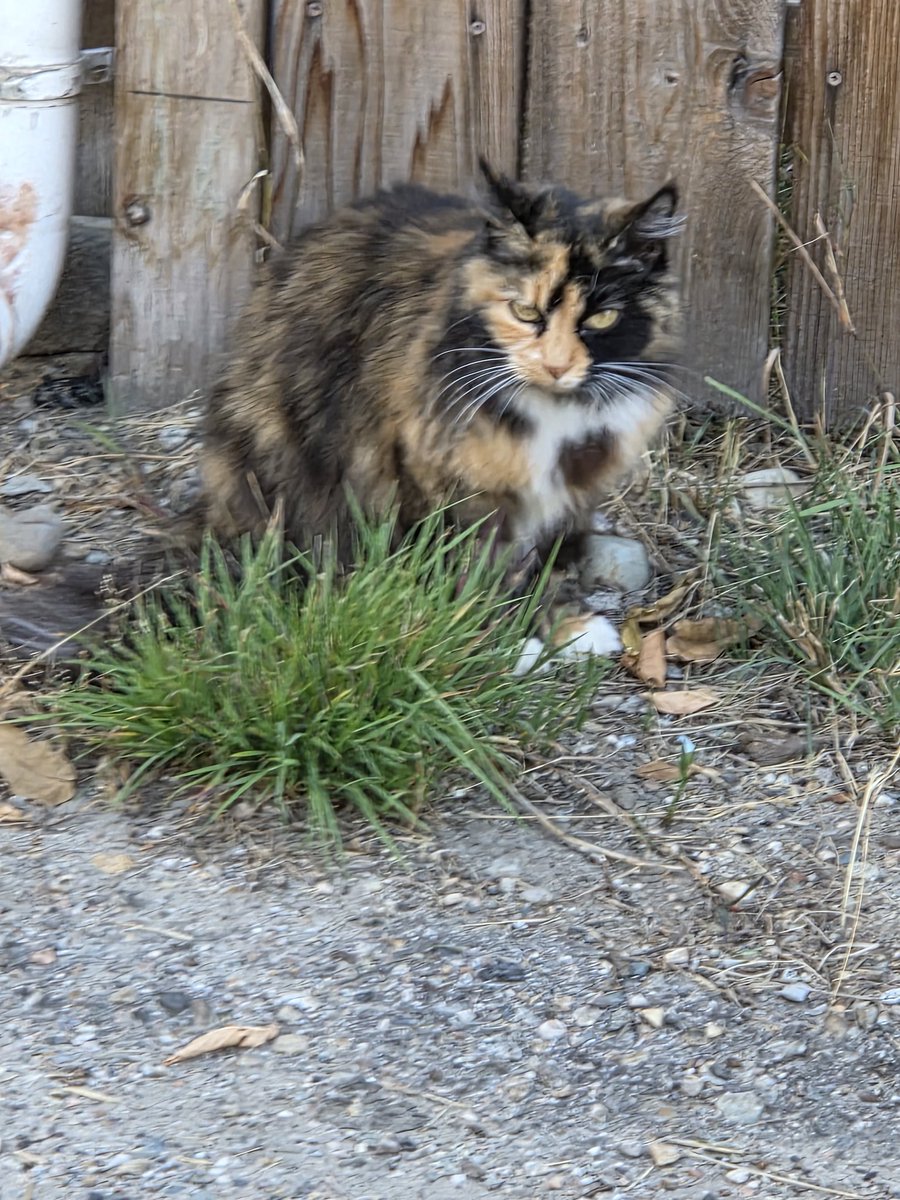 Cat I saw on my walk.