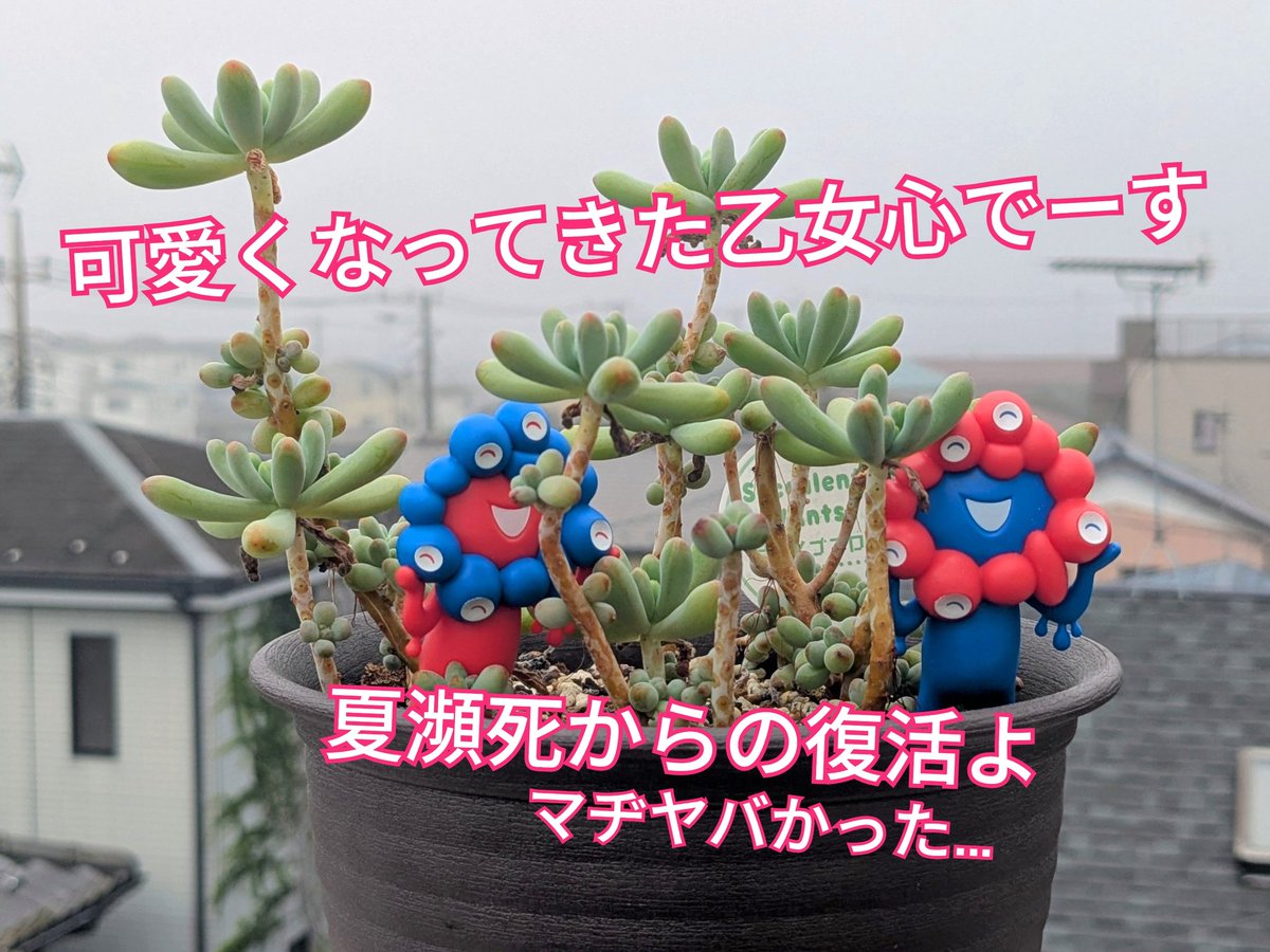 多肉植物 - Search / X