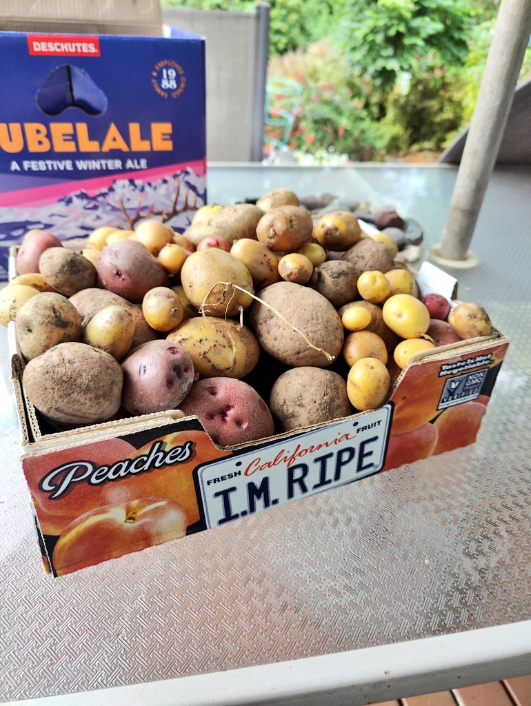 Potato haul 🥔
