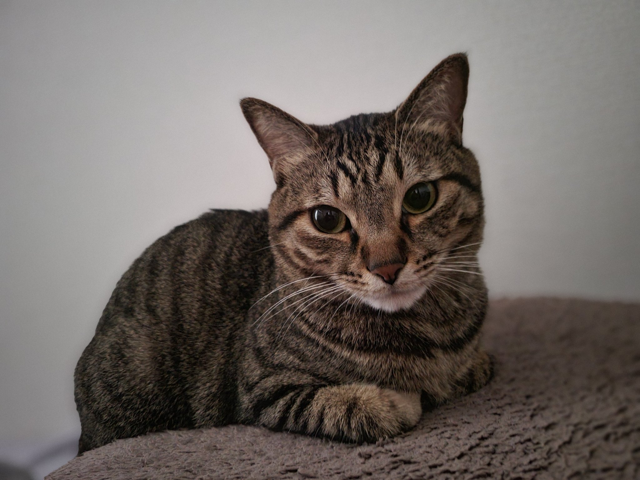 しぴ♡ しぴこめᓚᘏᗢ (@chipie0826) / X