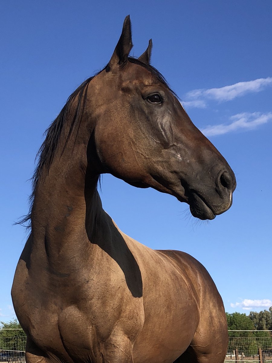 Glorious Alliance tweet media