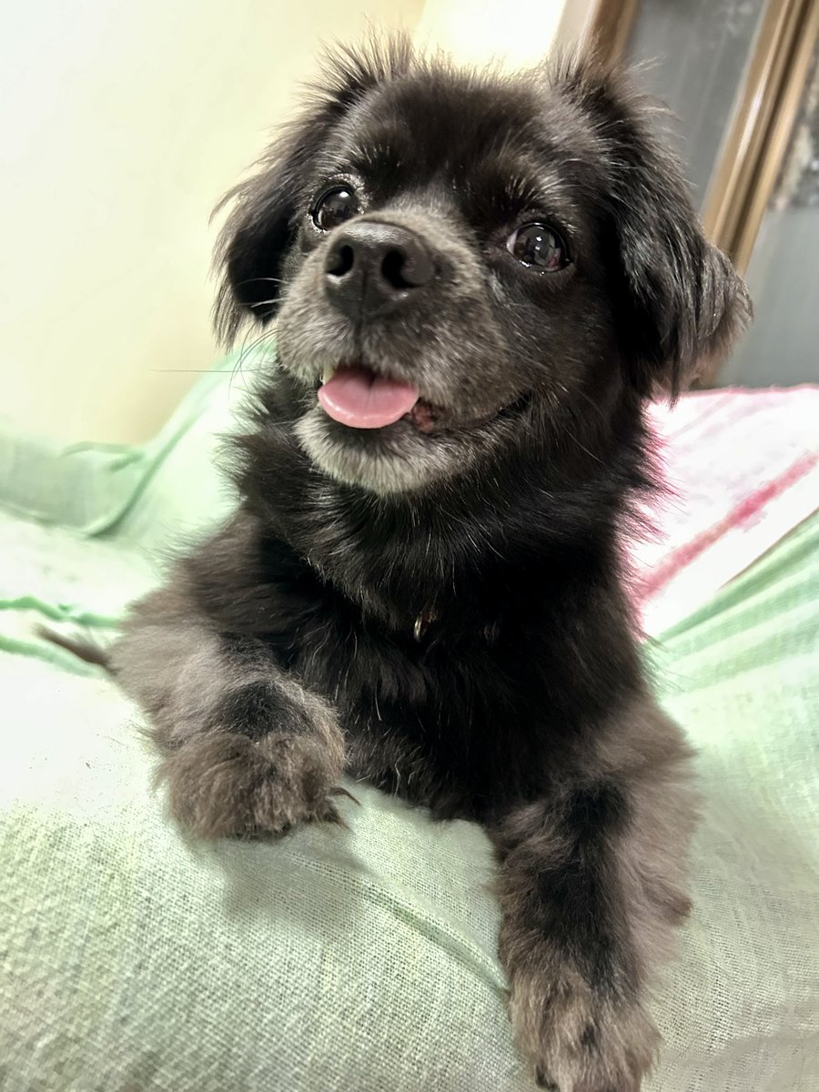 muroi_sakurai's tweet image. いぬと遊んじゃいますか〜？

 #犬のいる暮らし  #犬のいる幸せ  #犬好きさんと繋がりたい  #フォロバ100変垢以外