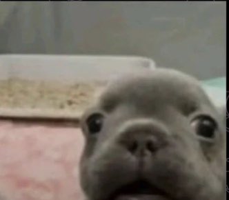 Gn Pibble