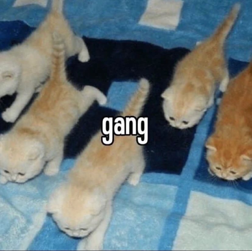 Punch Cat (@punchingcat) on Twitter photo 