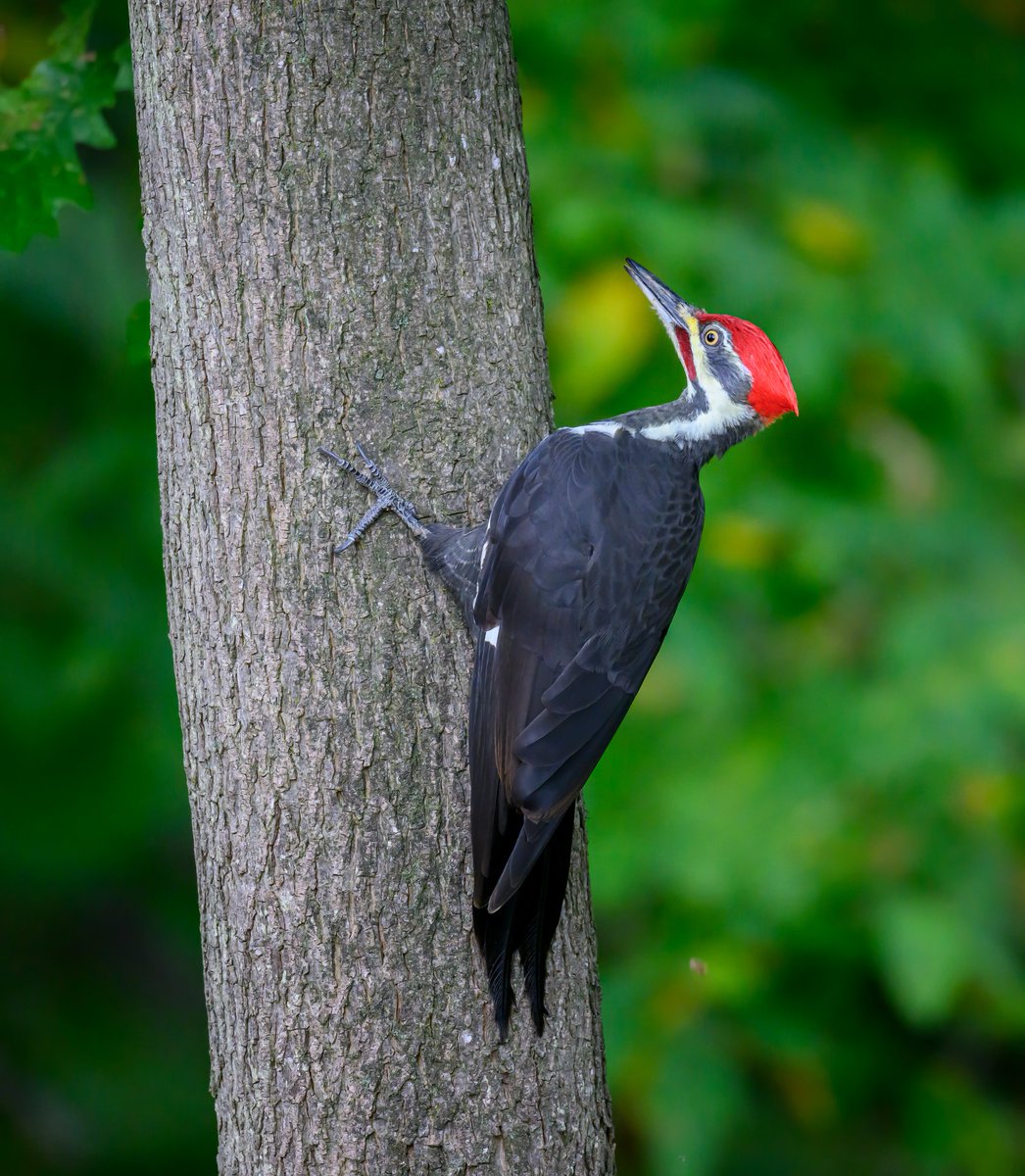 JocAPhotography's tweet photo. A male Pileated Woodpecker — males have the red mustache — working his way up a tree. https://t.co/7Cmp3TtgHx