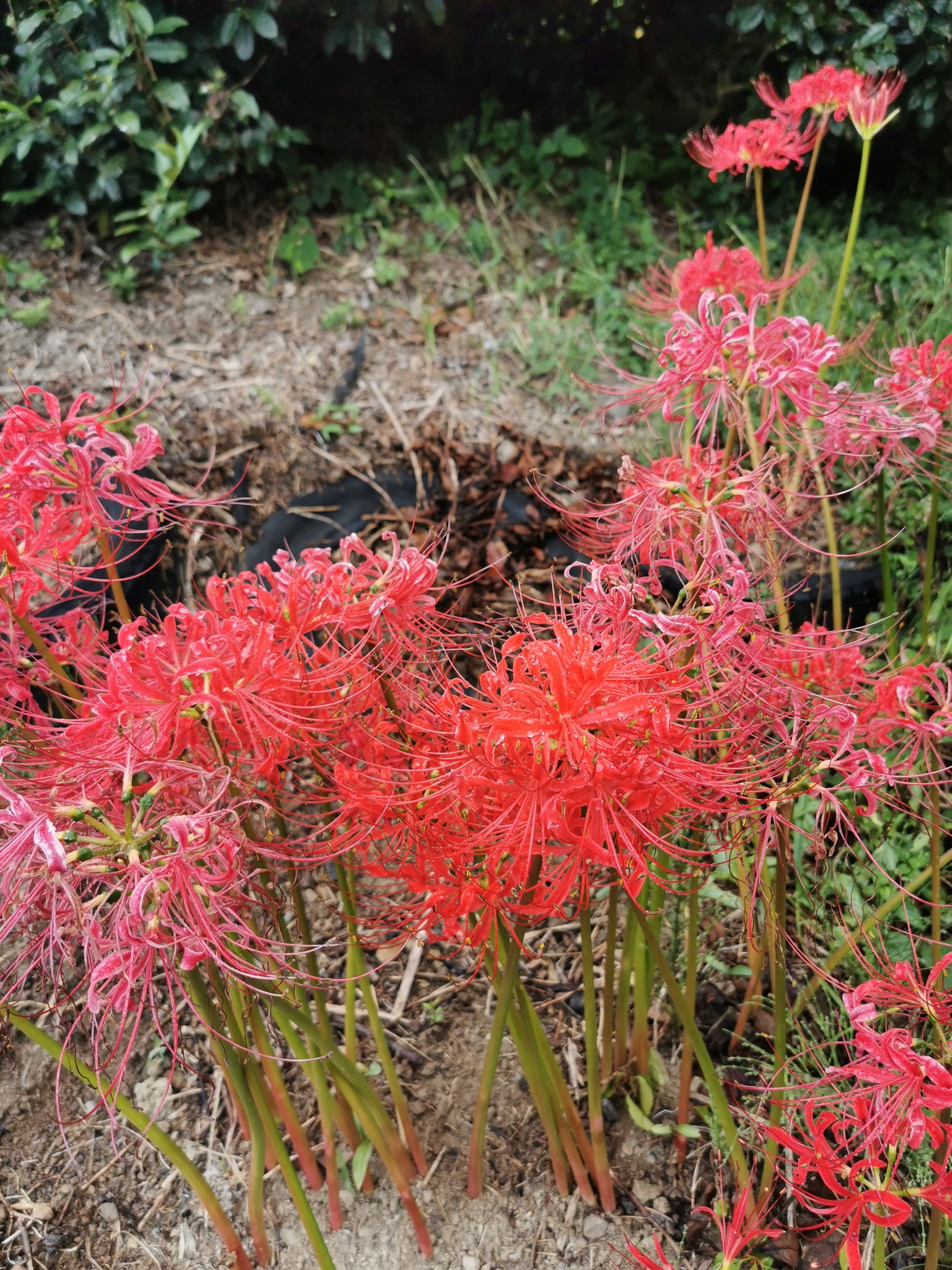 大幅値下げ♥アンティーク♥YAMAHA♥インテリア 大幅値下げ♥アンティーク♥YAMAHA♥インテリア