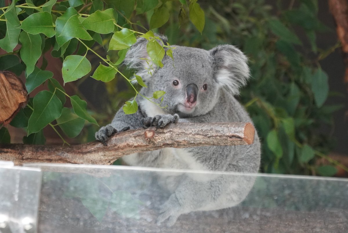 小動物の画像診断 小動物の画像診断