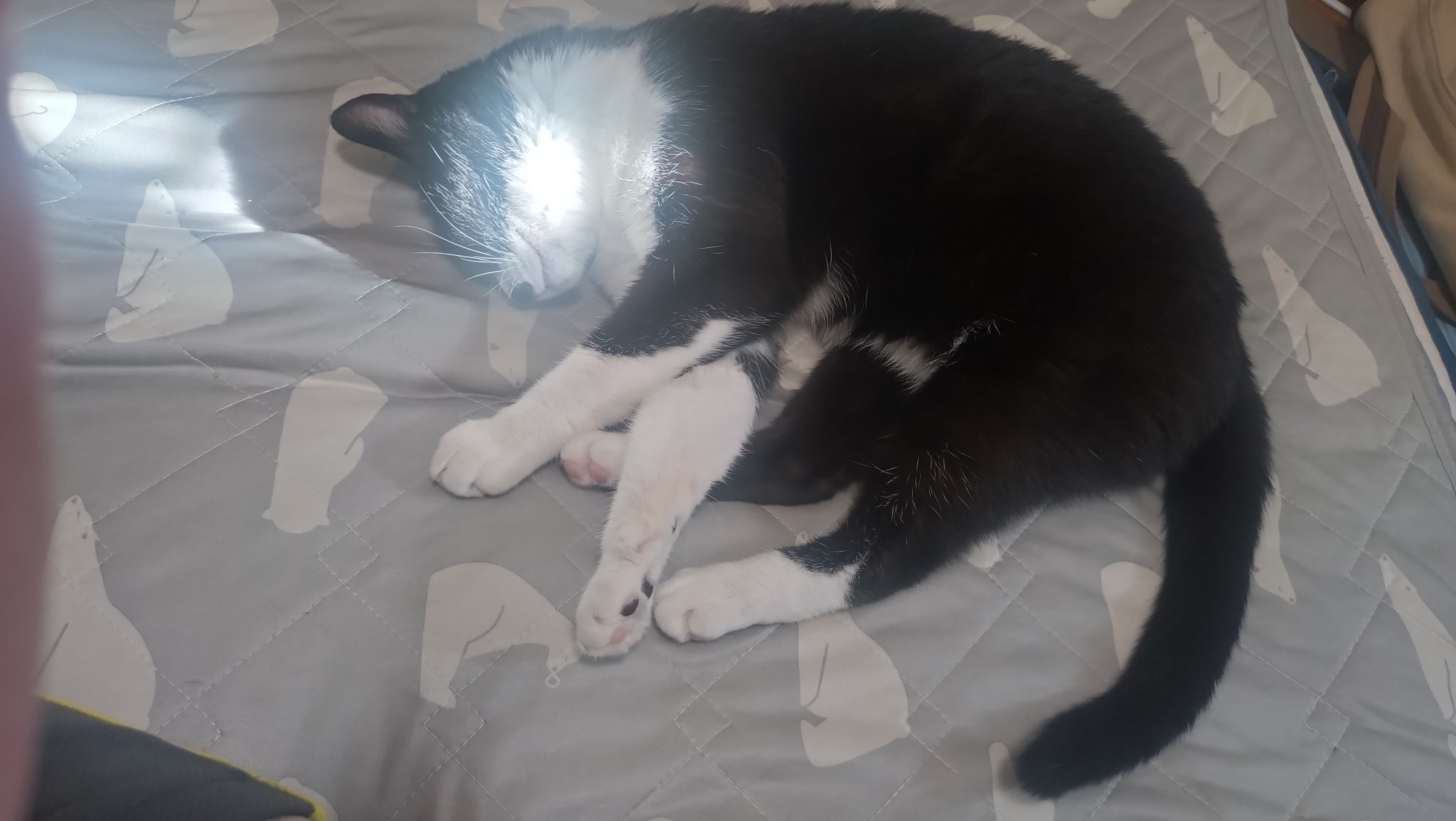 猫が触った石 猫が触った石