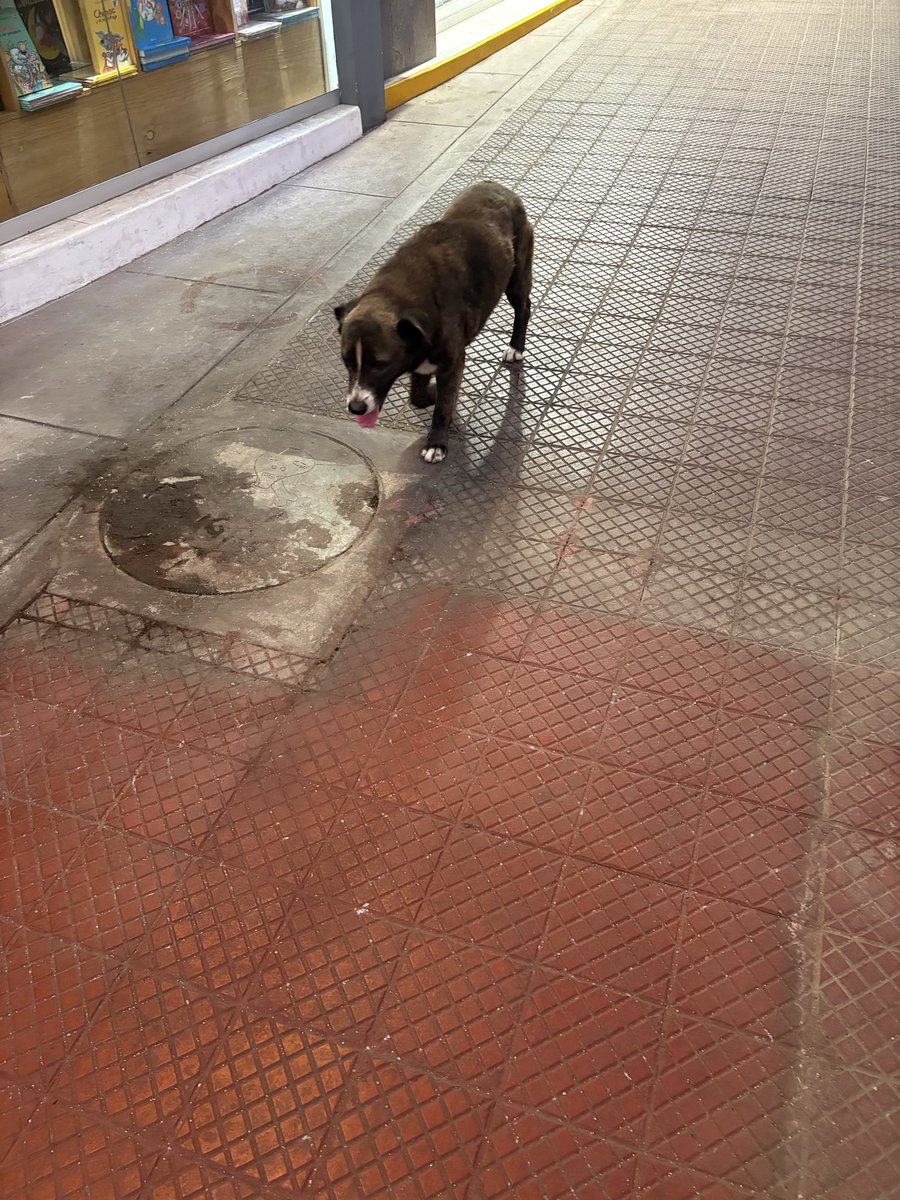 Perro perdido. Anda media hora dando vueltas por el Parque Kennedy. Algo nervios, algo mayor.