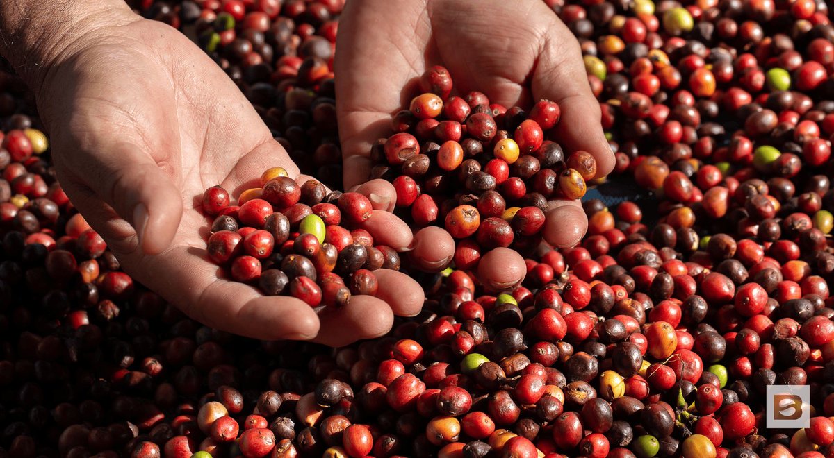 BeanGroundBlog's tweet image. Think organic coffee is just a fad? Think again — here’s why it might actually be the smarter cup to drink. #OrganicCoffee #CoffeeLovers #BetterBrews beanground.com/organic-coffee/