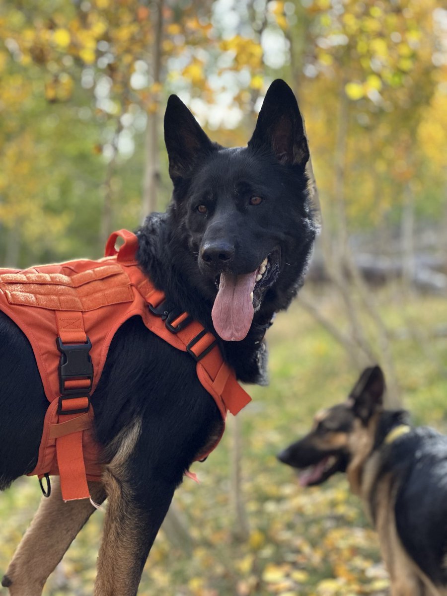 polygrafix's tweet image. Took my German shepherds up the mountain. Love hiking and exploring with them