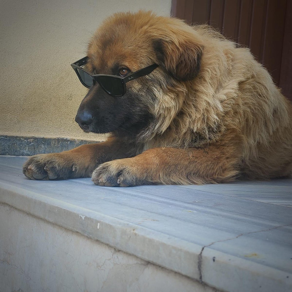 TurocasGrup's tweet photo. 🇹🇷
Bugün 4 Ekim, Dünya Hayvanları Koruma Günü. 🐾
Sessiz dostlarımızın yanında olalım; yaşam haklarını koruyalım, daha iyi koşullarda beslenip barınmalarını hep birlikte sağlayalım. Ofis güvenlik personelimiz Reis’ten herkese sevgiler.. ☺️
 #4EkimHayvanlarıKorumaGünü https://t.co/sZ7eVhrnWT