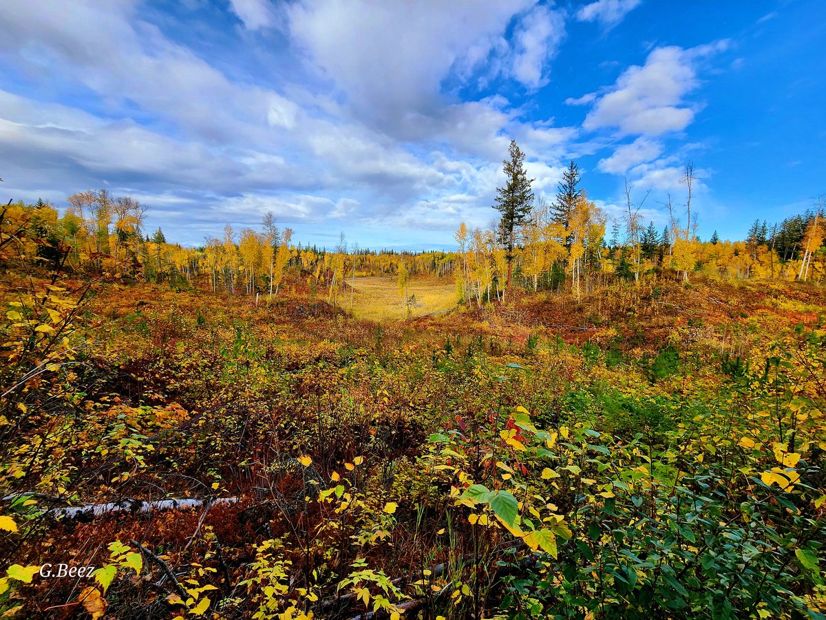 On my way home from the farmers market this morning, I explored a back road I've not been down for decades, and whilst it dead ended after about 5km, which I didn't remember, this view more than made up for that disappointment.  #fallfoliage