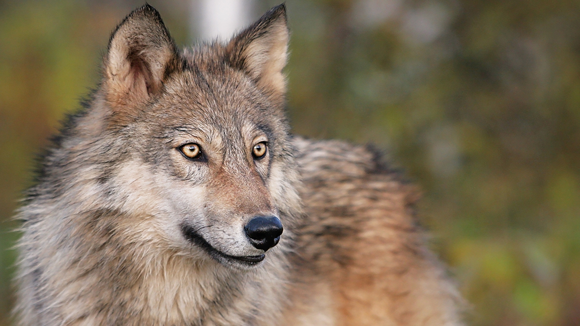 On this World Animal Day, know that lottery dollars via <a href="/mnenrtf/">MN ENRTF</a> help <a href="/mndnr/">Minnesota DNR</a> strategically acquire Scientific &amp; Natural Areas (SNAs), which are key habitats that help protect rare, threatened &amp; endangered species. #MNLotteryDollarsAtWork