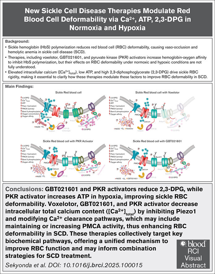 BloodPortfolio's tweet photo. Voxelotor, GBT021601, PKR activator lower [Ca2+]total by inhibiting Piezo1 and modifying clearance pathways, improving RBC deformability. https://t.co/6J85DM03Gh #sicklecelldisease #SCD @ConquerSCD https://t.co/4G0IP4yYzC