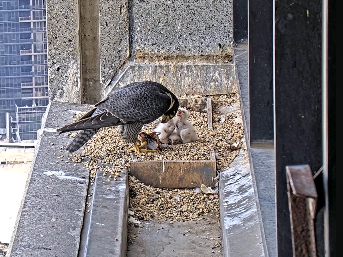 Falconwatch_'s tweet photo. Melbourne, Australia.
The 3 chicks…🥰
📸 367 Falcons/youtube https://t.co/PAQEaTfOkC